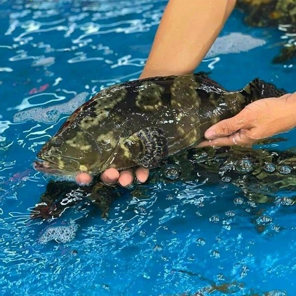 Cá Mú Cọp